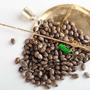 Asian-castor-seeds-market-analysis