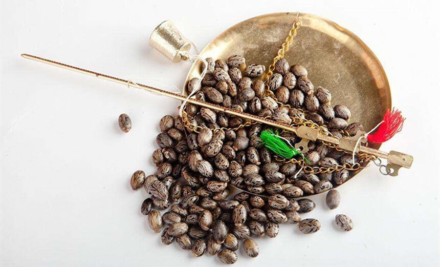 Castor Seeds
